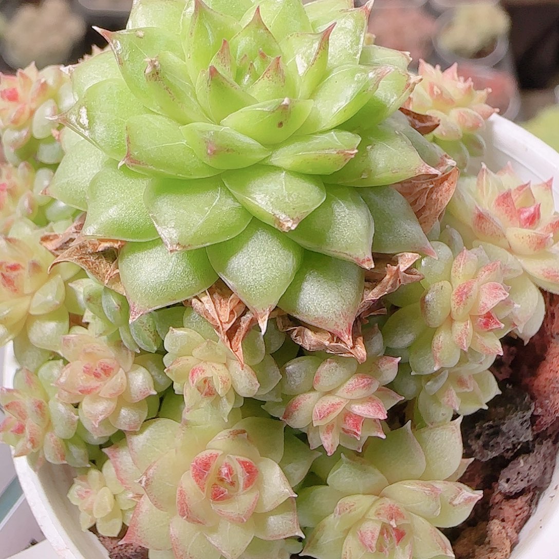 花语逸镜1126-207散