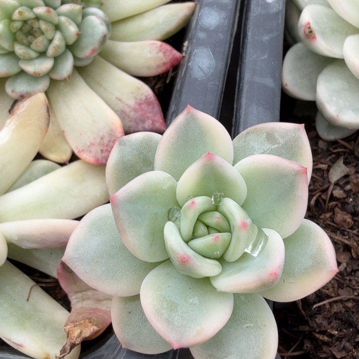 香槟锦多肉植物一物一拍