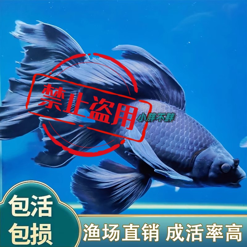 黑彗星蝴蝶鲤墨蝶冷水鱼观赏鱼长尾锦鲤大鳍大尾风水金鱼好养耐活