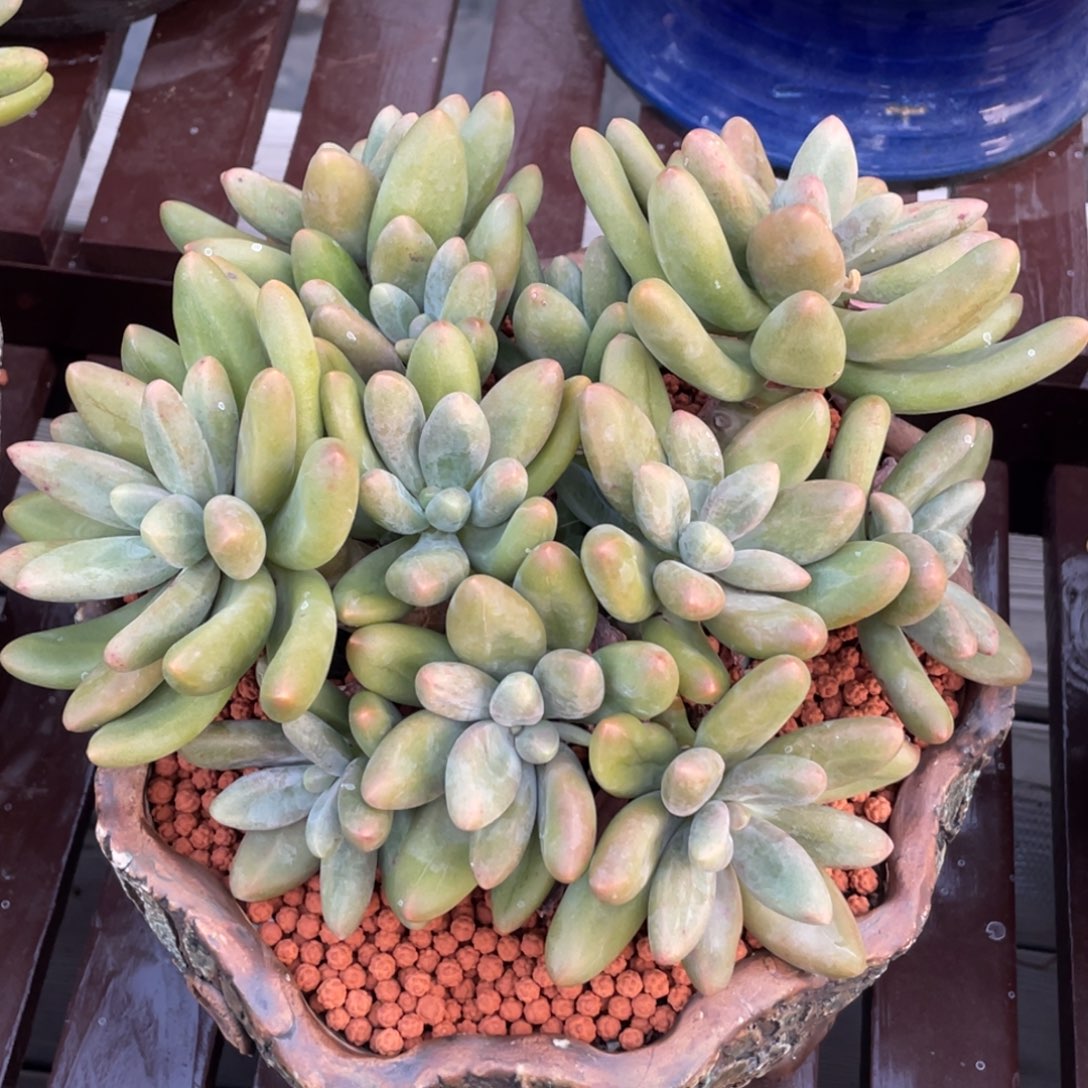 14头糖果美人群生无砍