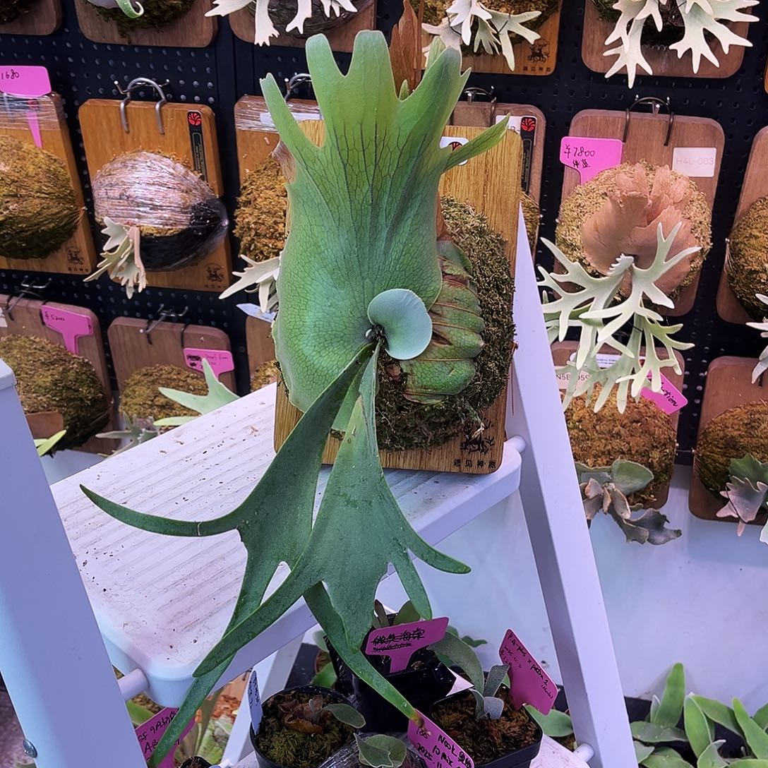 nook 黄月小月 鹿角蕨