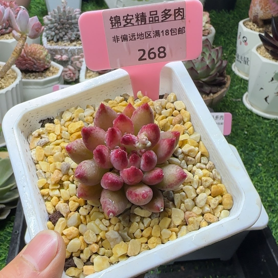 锦安精品多肉268
