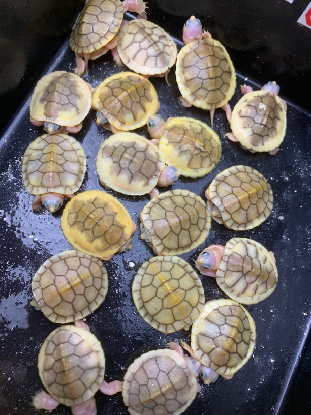 一物一拍，直播间选龟再下单