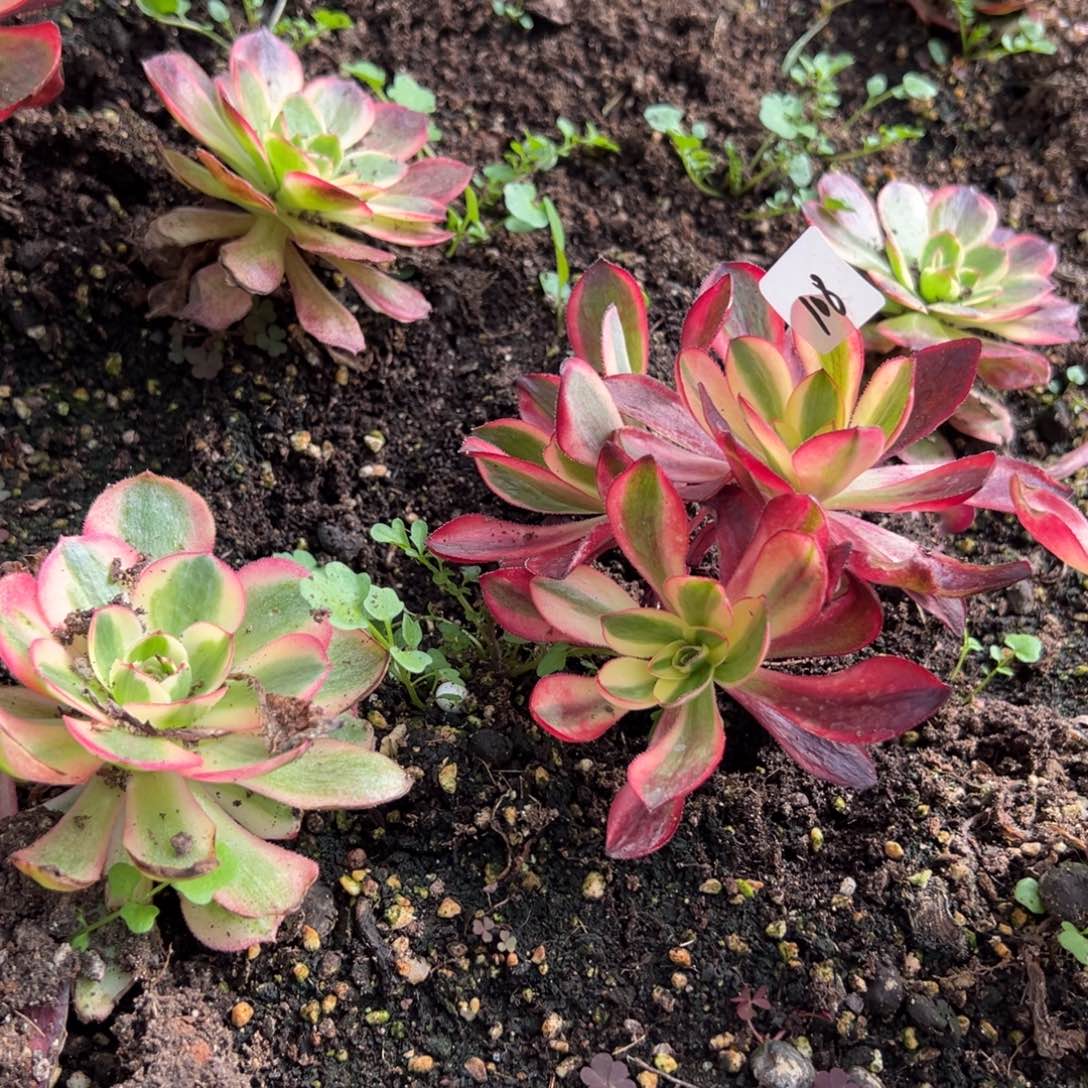 20包邮108红魔女朵朵一颗5