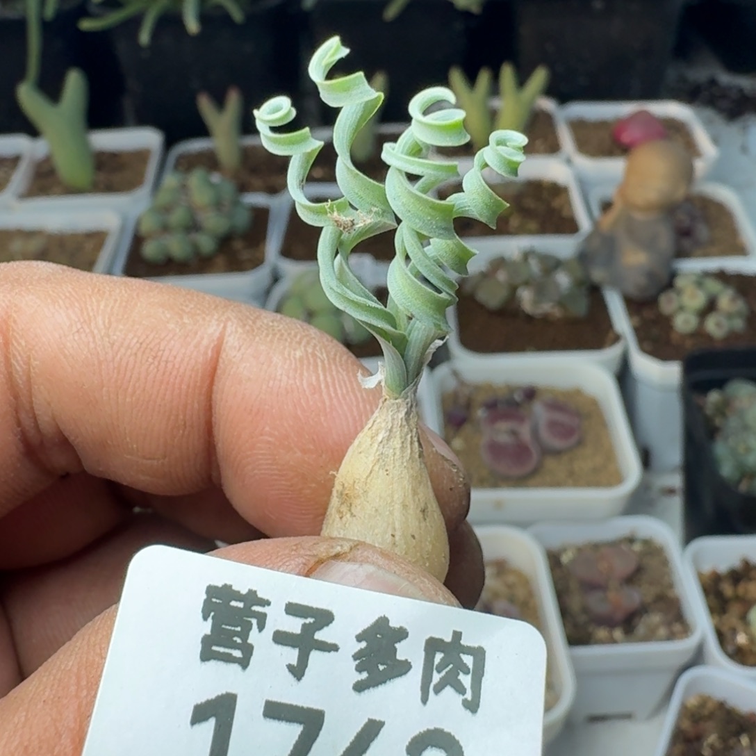 发卷弹簧草。             