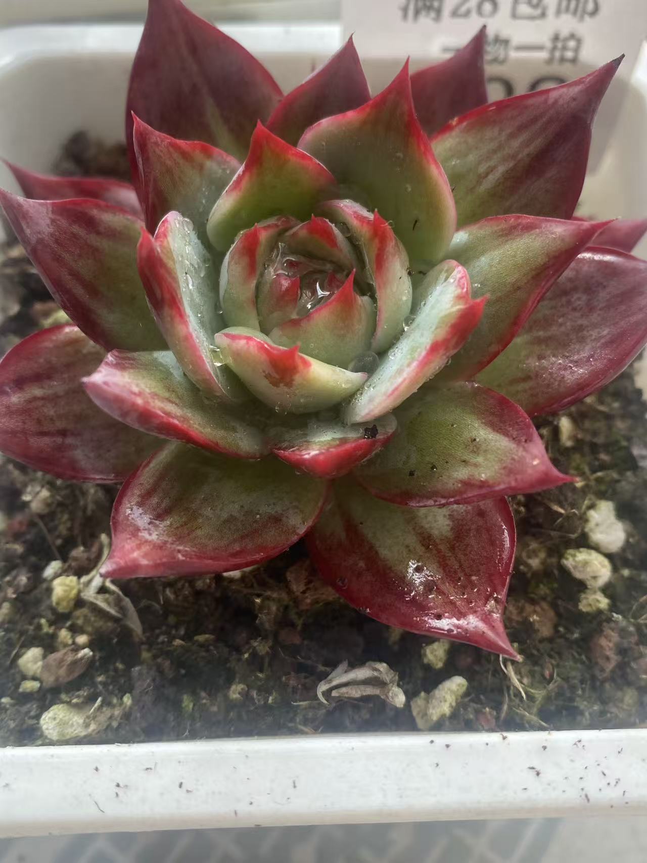 惊鸿仙子多肉植物盆栽好养颜值高适合新手