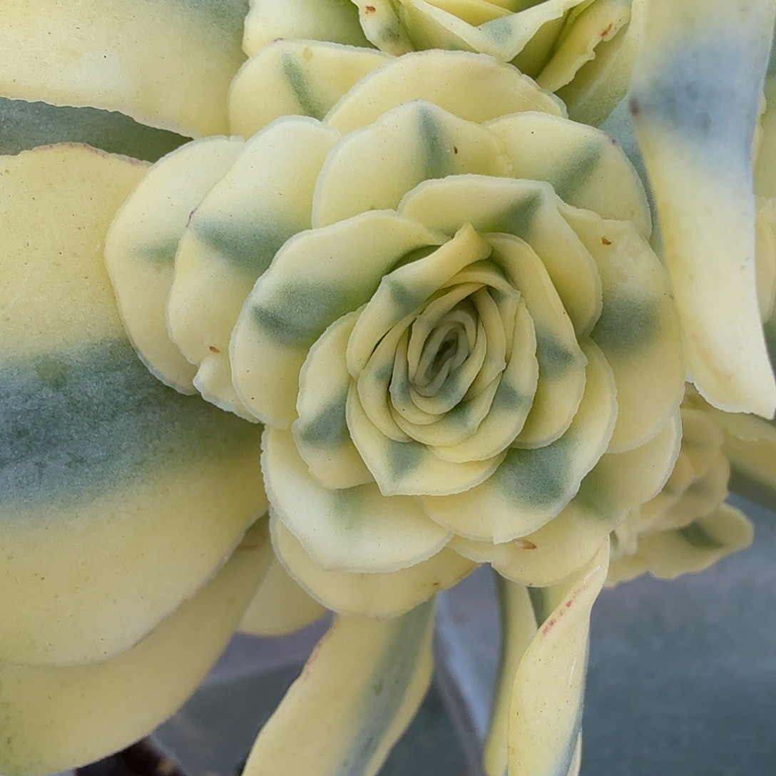 夏幕玫瑰锦侧头，砍头