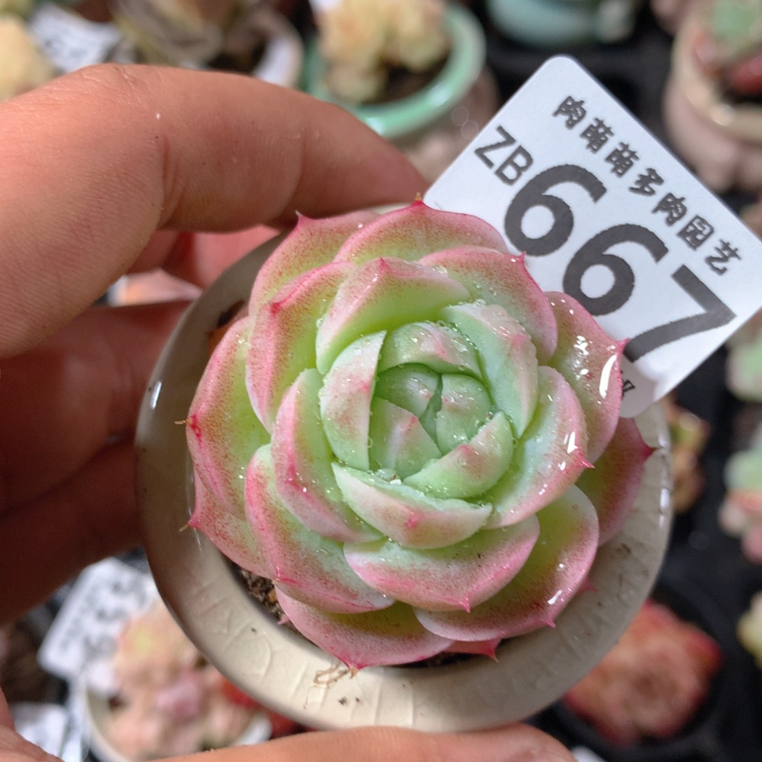 5CM拇指盆精控多肉ZB667
