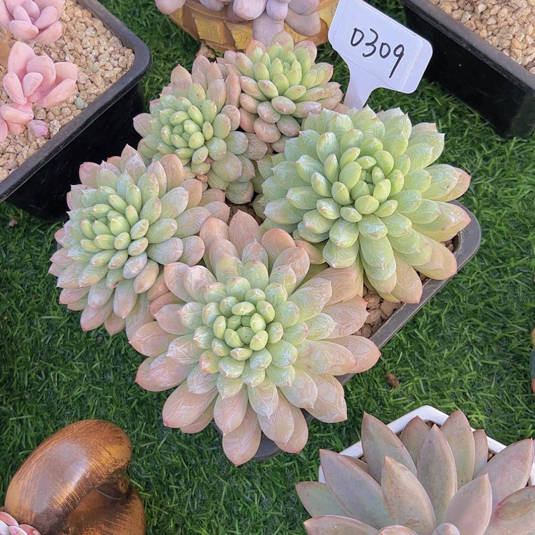 糯*谷0309百达翡翠48。。。