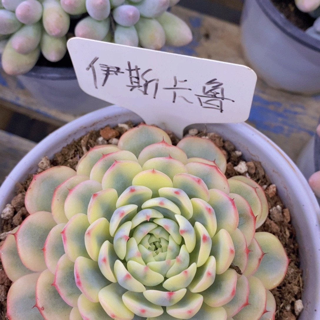 开心多肉，一物一拍，一单包邮