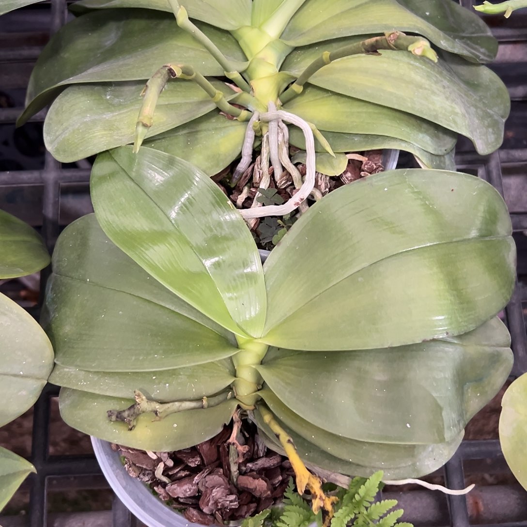 金***棒完全开放象交狗交狗4.5叶子微瑕