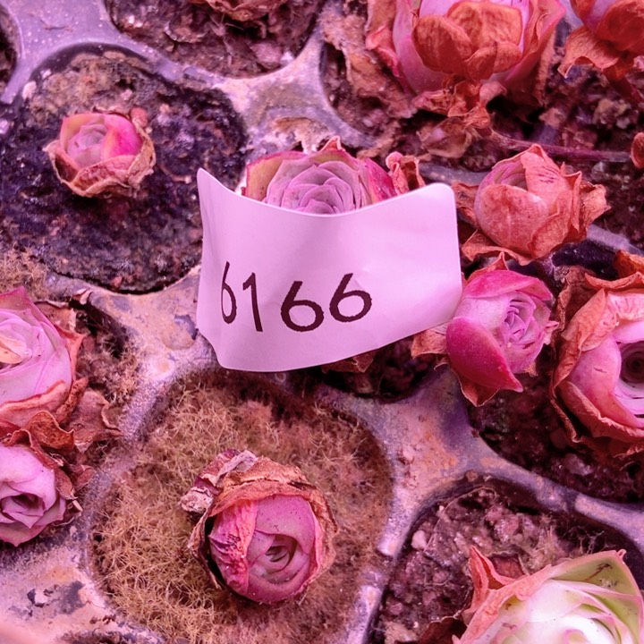 6166山地玫瑰花朵