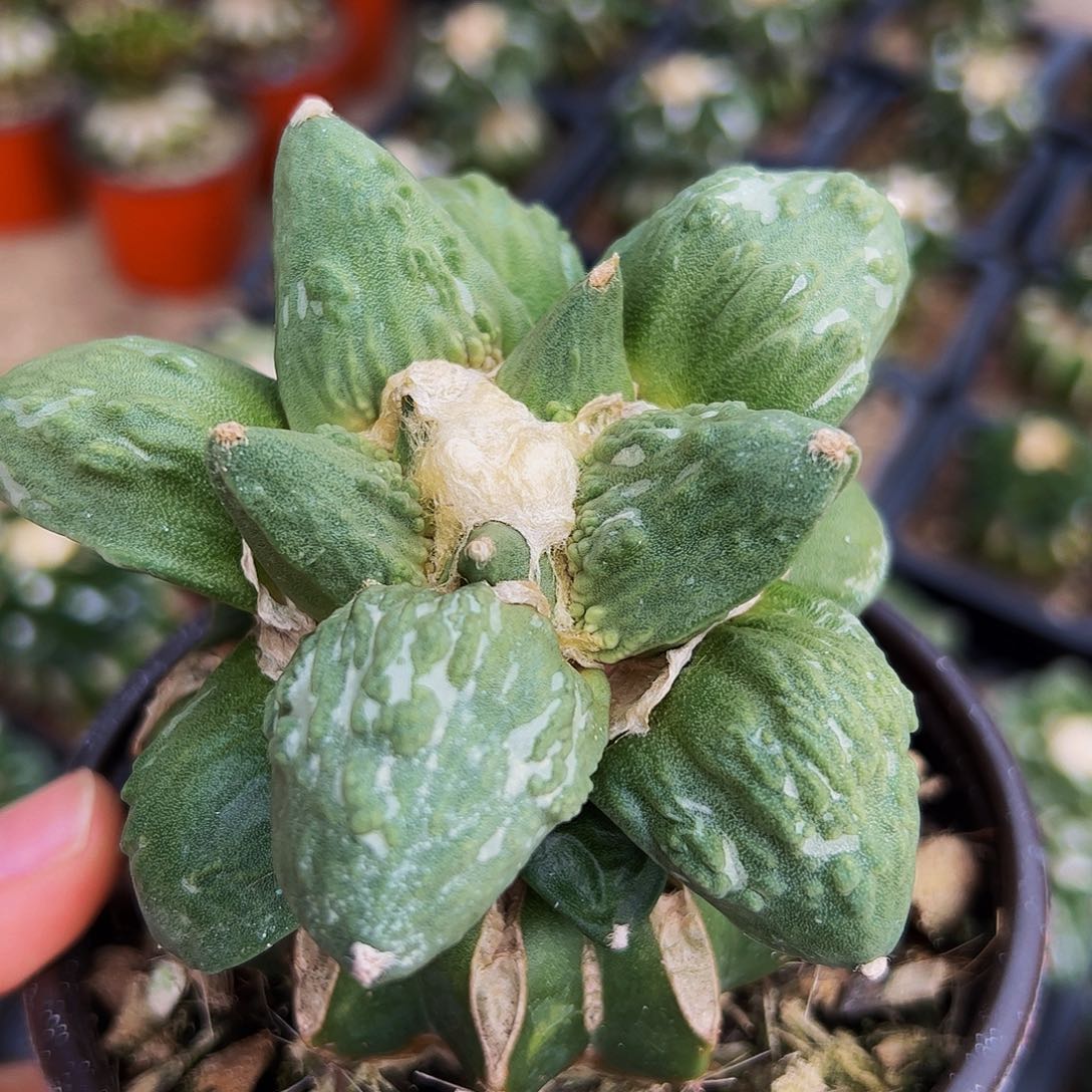 福利怒涛牡丹940