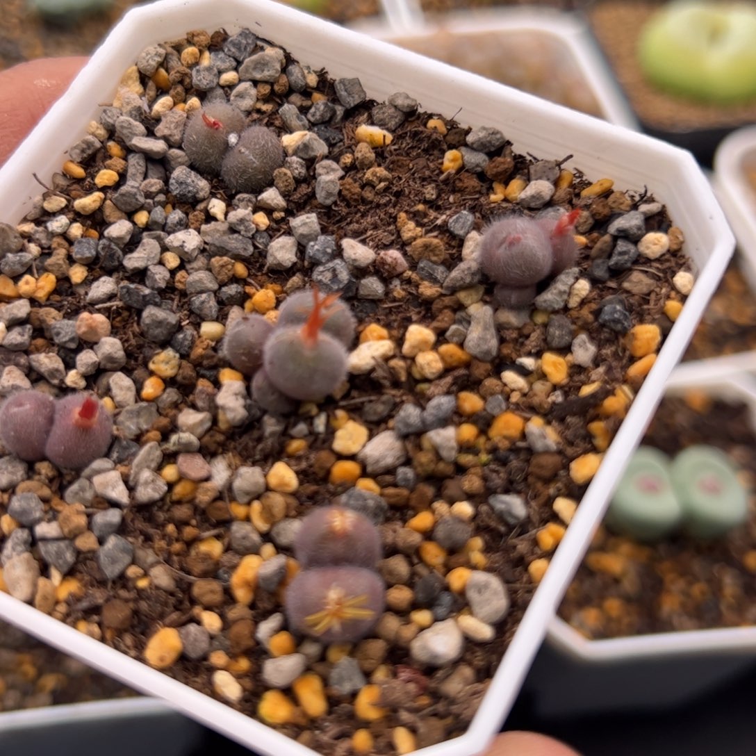 咕***哩11.2毛球多肉植物63