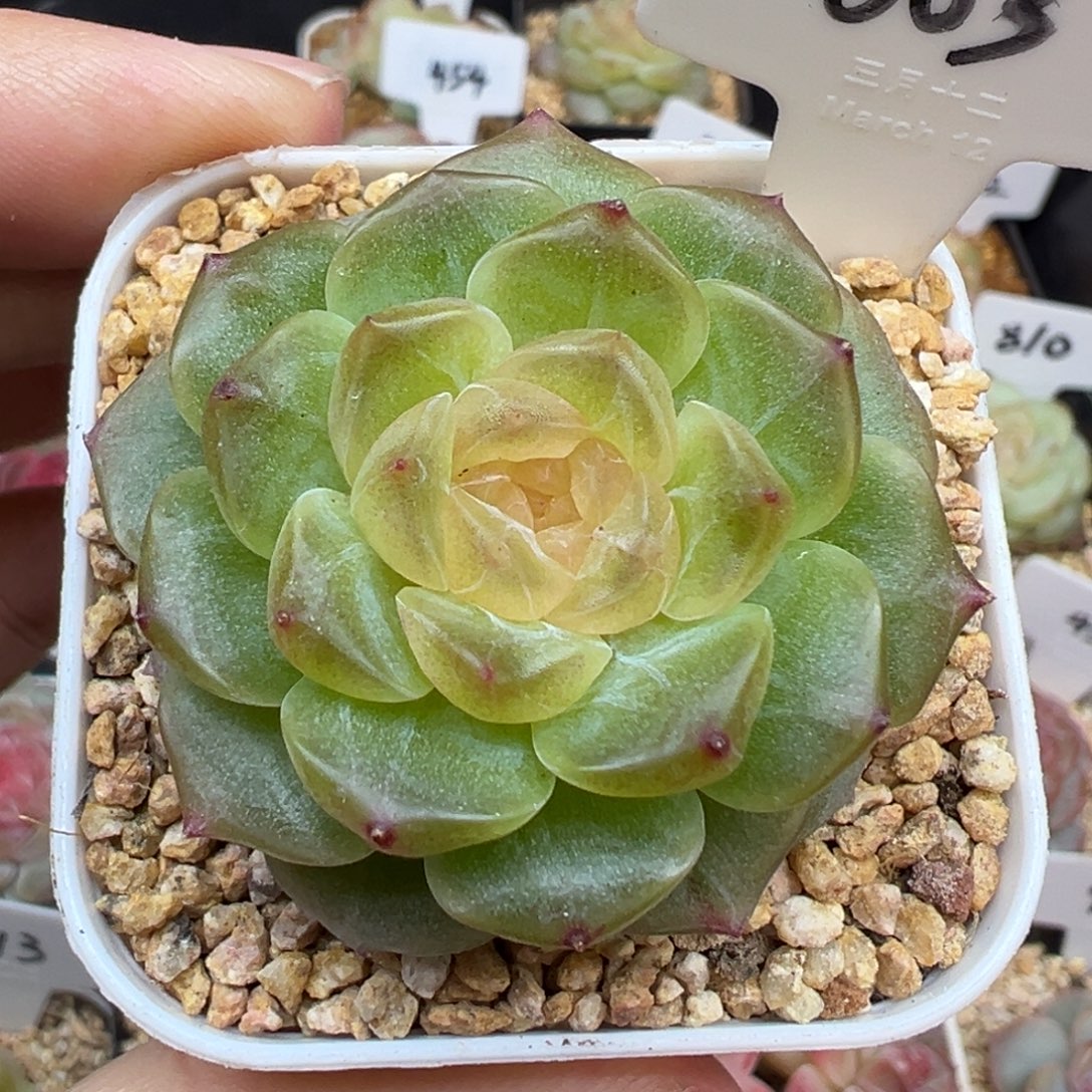 503号无尽灯 晗雨多肉