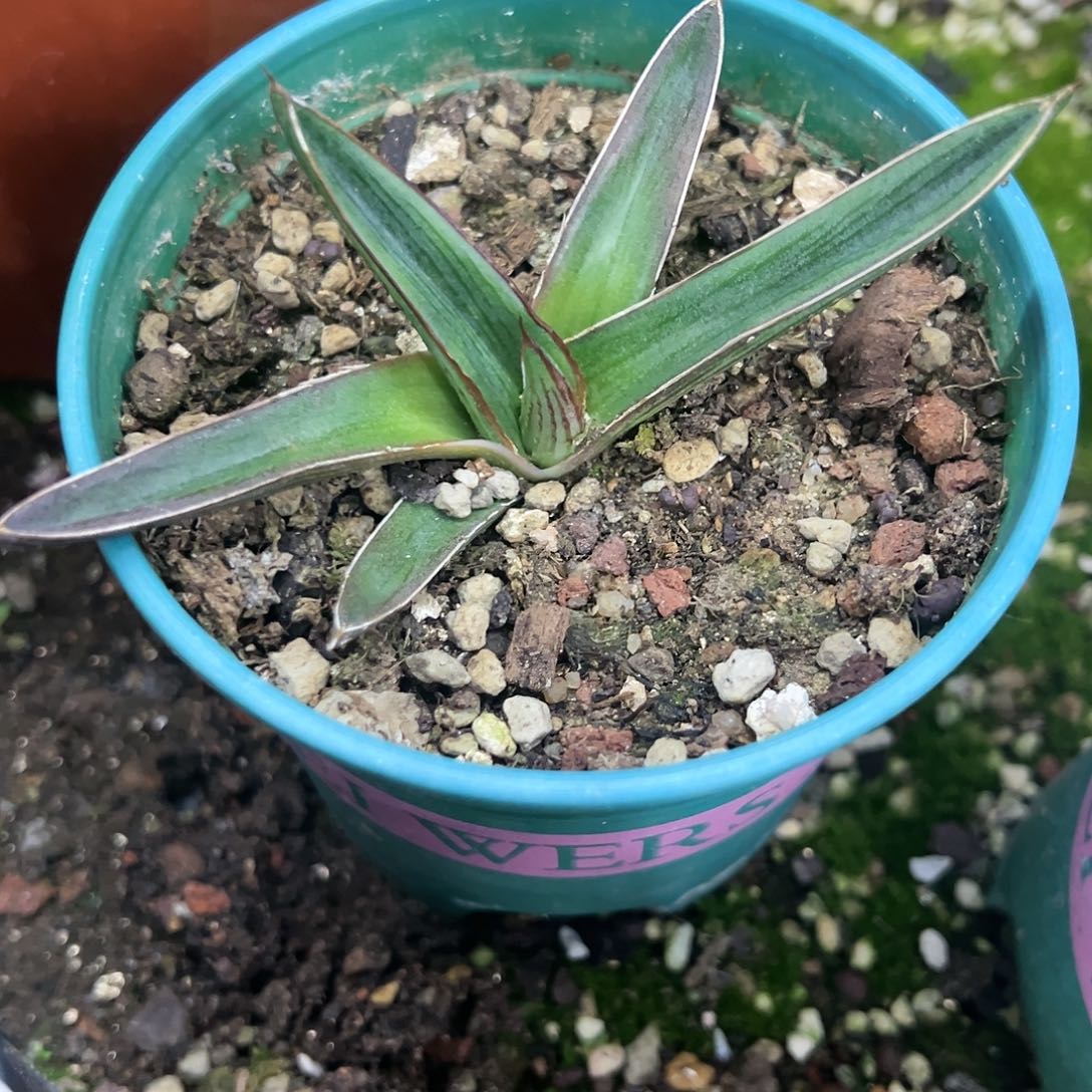 纳瓦罗龙舌兰植物