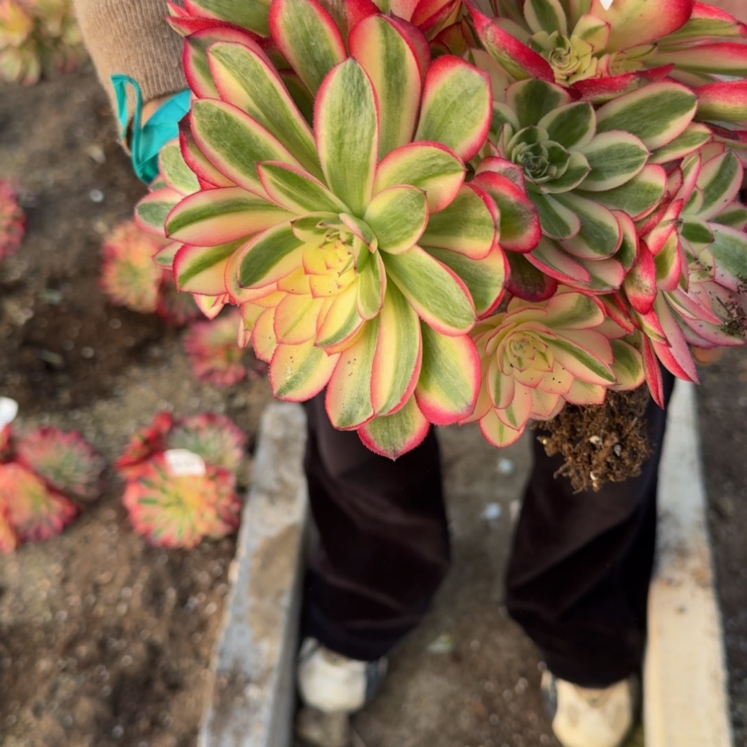 189荔枝。多肉植物