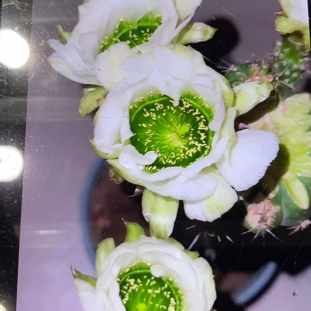 新品白花绿喉母本