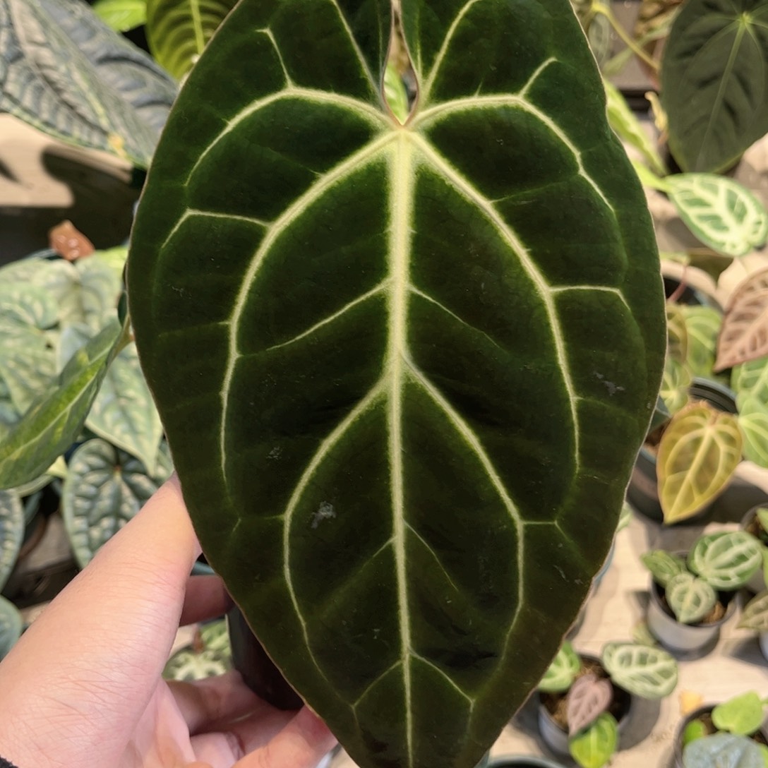 完全开放贝斯籽播