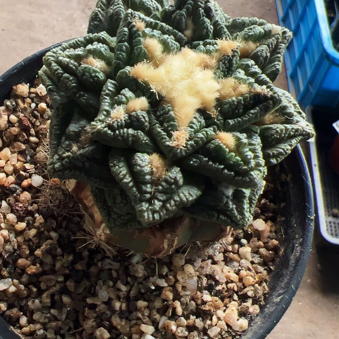 无花朵福利隔尤辛顿牡丹432