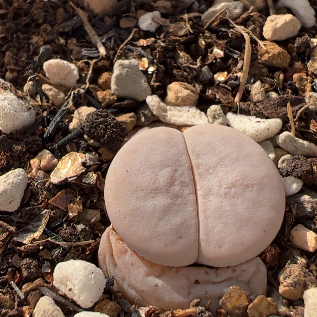 874多肉植物组合