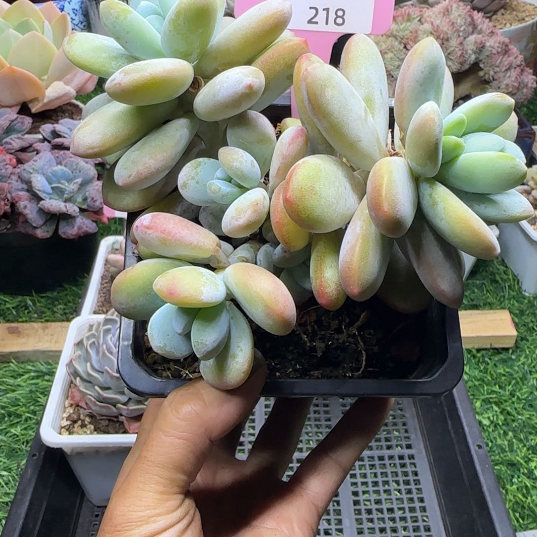 锦安精品多肉植物218