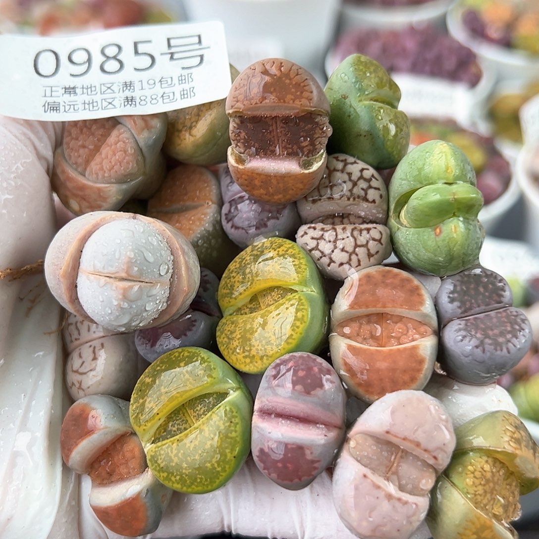 好养易活生石花大母本0958共20颗