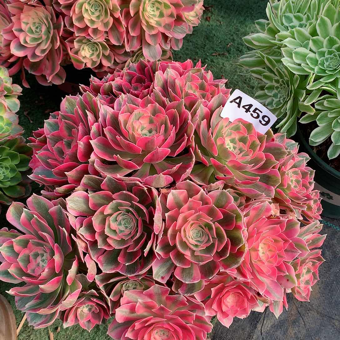 459.粉女郎多肉植物