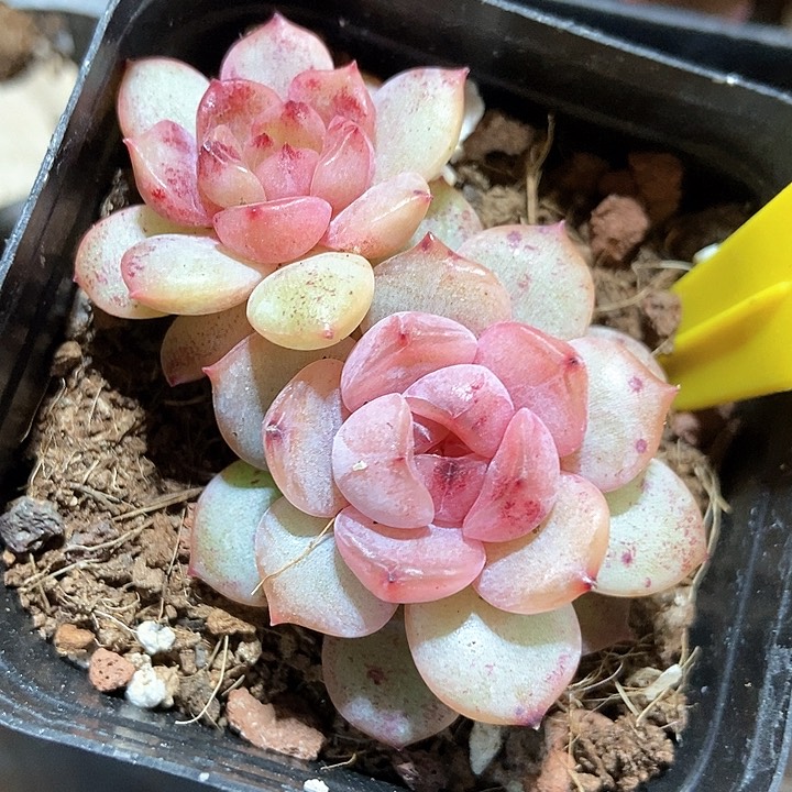 多肉植物936多肉石化