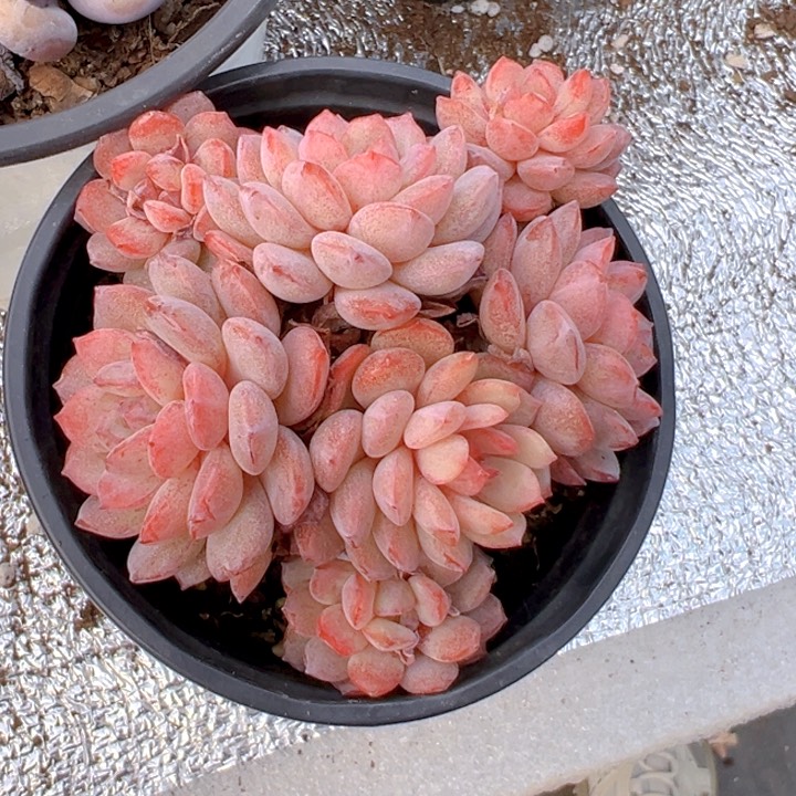 金雀群【一物一拍】两单包邮