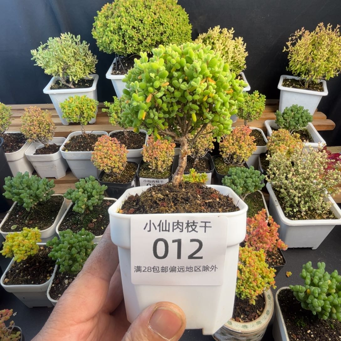 012枝干番杏金桔棒棒糖
