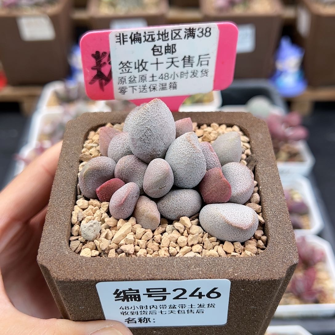 246甜心多肉植物
