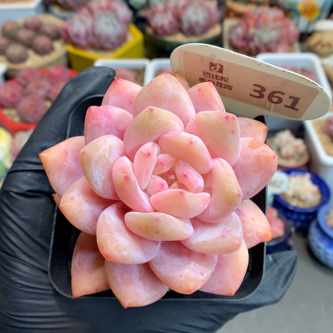 361 雪天使多肉多肉