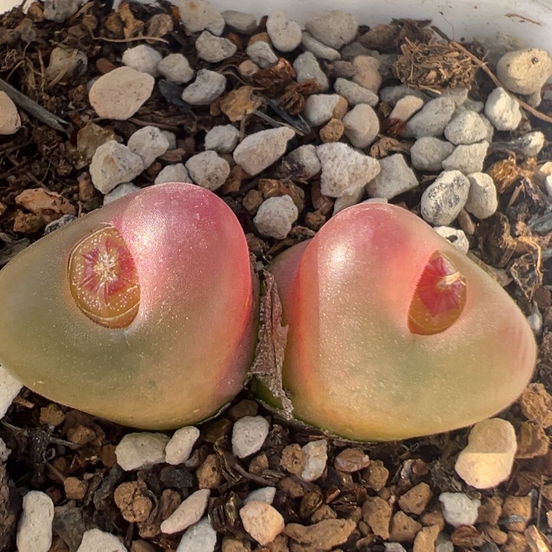 75多肉植物百科知识