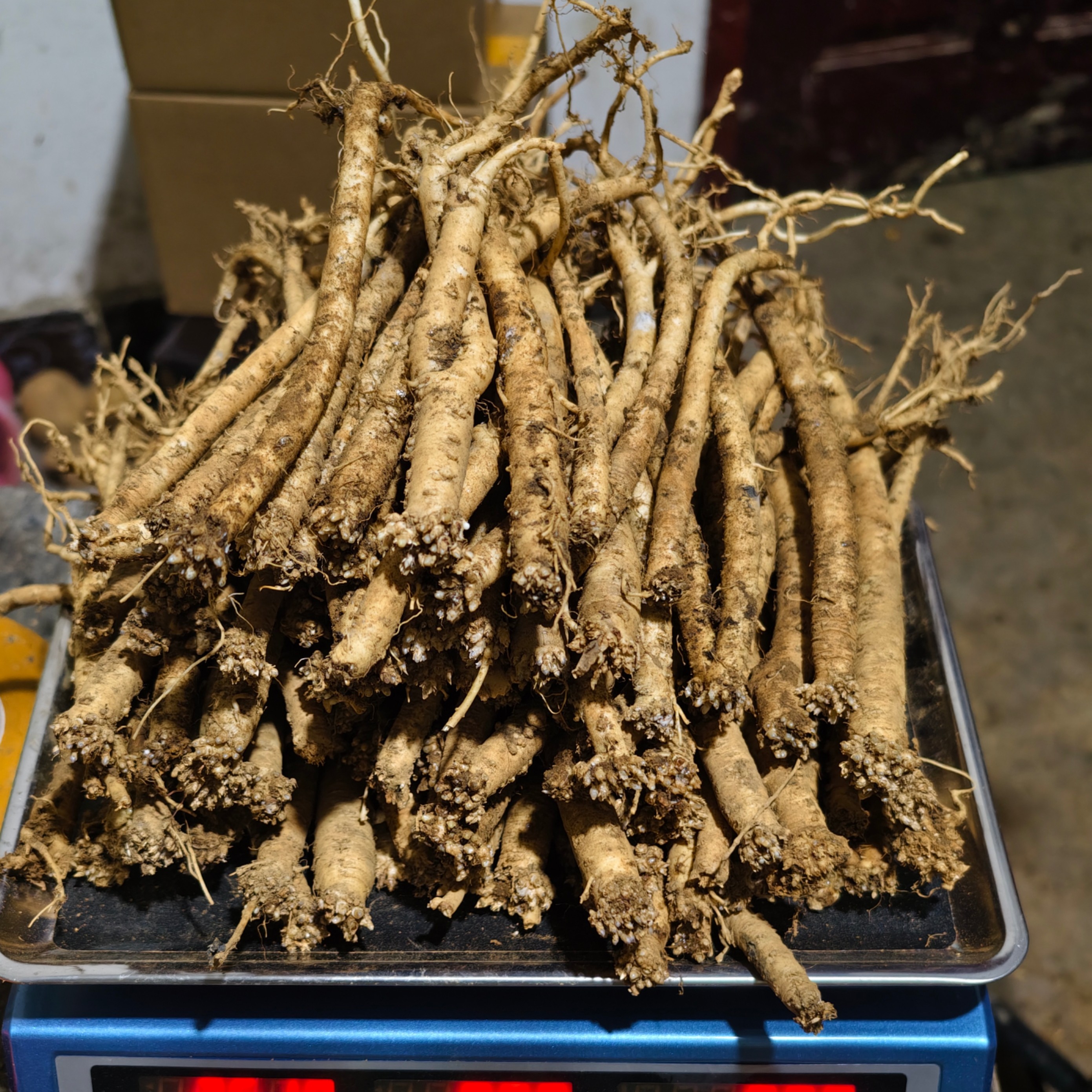 贵州威宁龙街新鲜现挖小条党参白条党基地直发