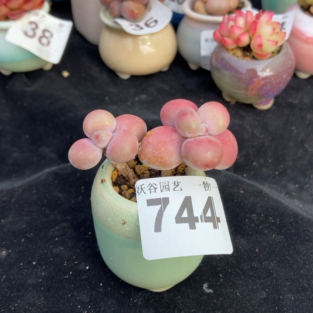 744糖果腰子蛋带盆土