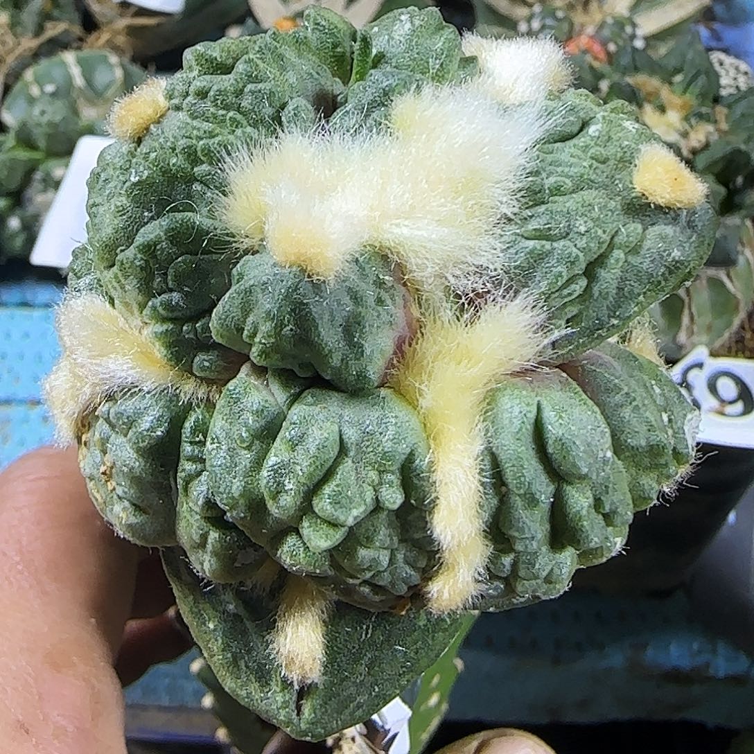 丸怒786仙人球开花