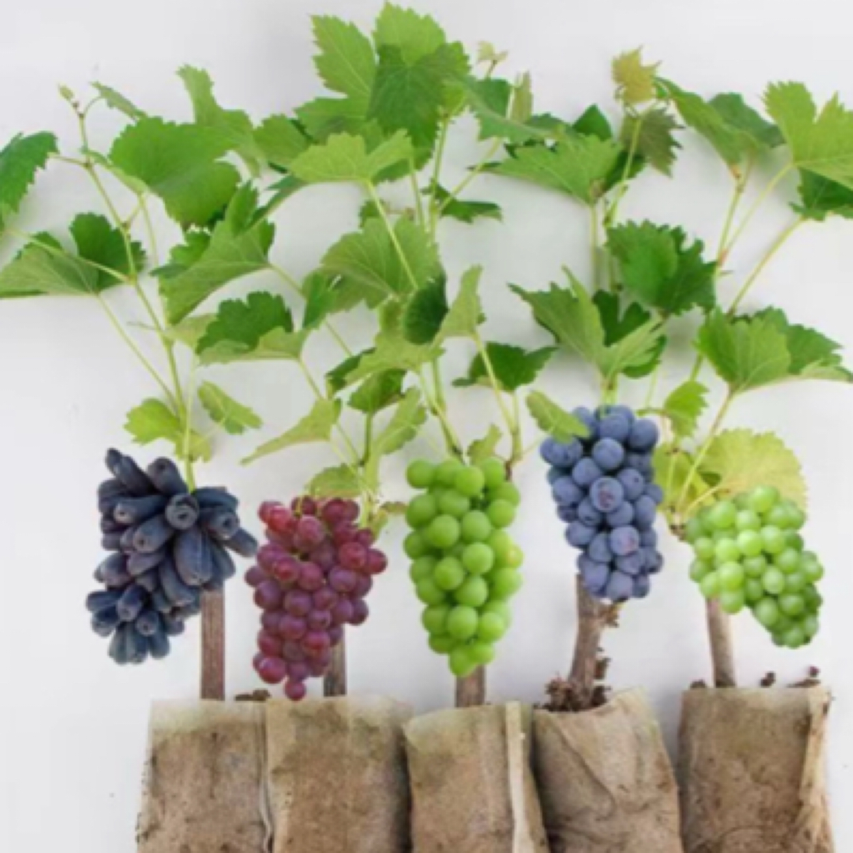 葡萄树苗带盆带土抗严寒耐高温适合南北方阳台庭院种植