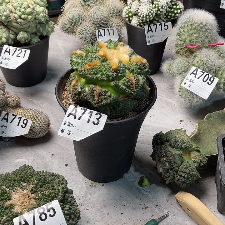 完全开放713龟甲一个菜花