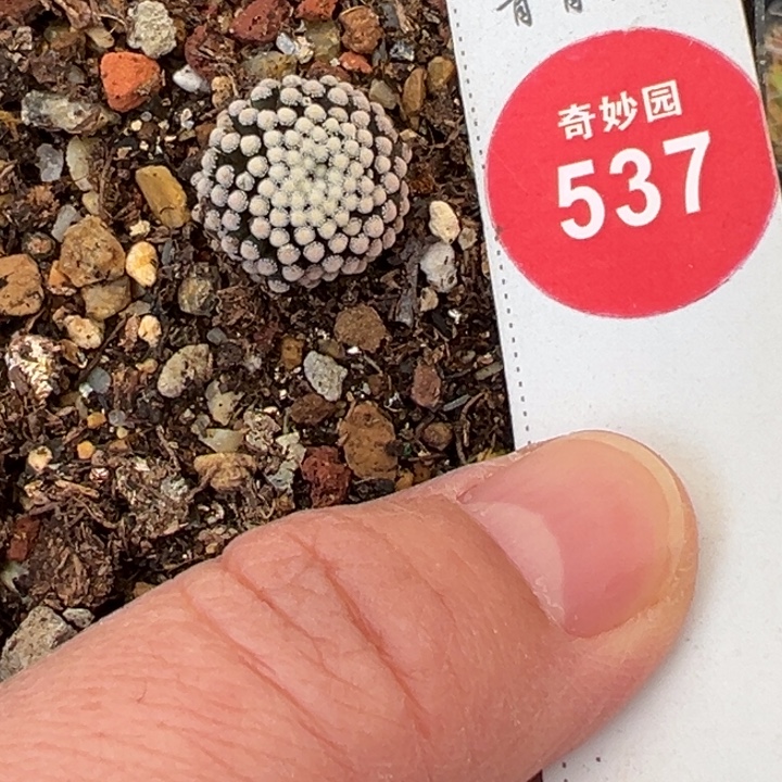 萝卜根松针牡丹一棵