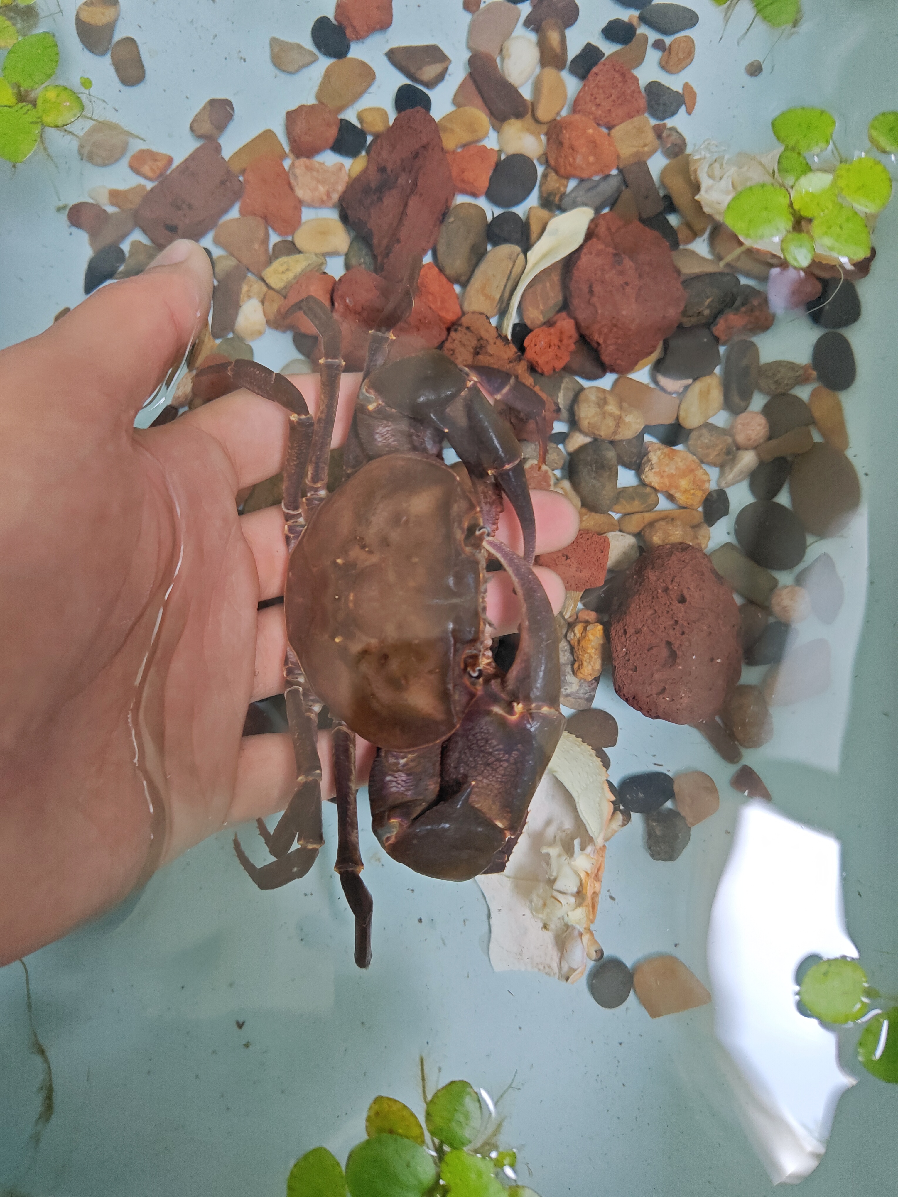 非仿溪蟹观赏蟹活蟹