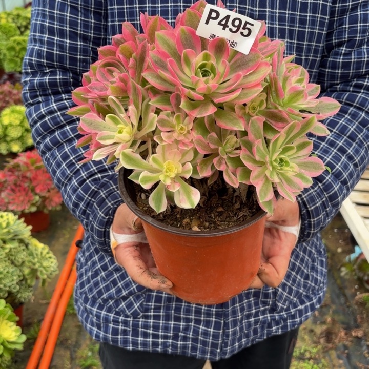 瑞妈，。。。。。495粉水晶，