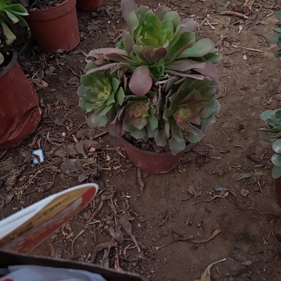 幸***李香妃法师加急发货19