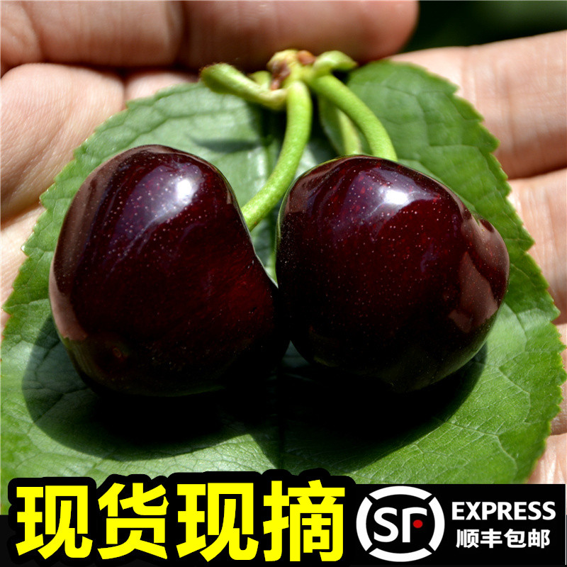 现摘【黑车】山东美早大樱桃新鲜当季水果J2-5斤顺丰空运