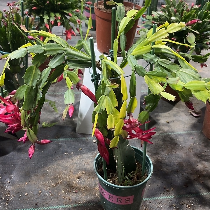 大部分花苞少量开放胭脂锦