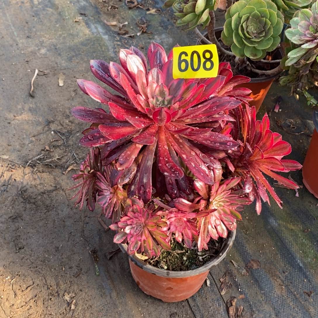 黑天鹅多肉法师608