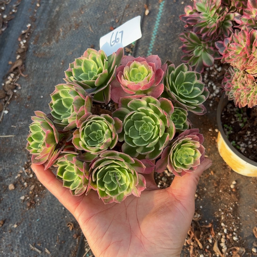 多肉植物667脱土的