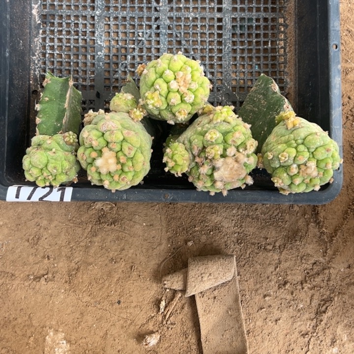 古田仙人球一组1721号