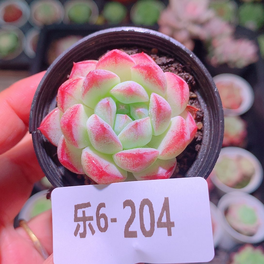 乐然6-204 新品单头 