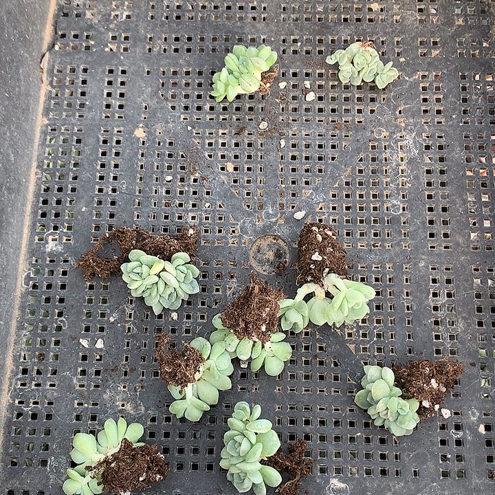 冰玉群生一物一拍玻璃瓶